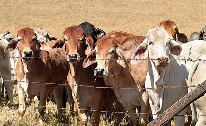 Brahman cattle grazing on an Australian property